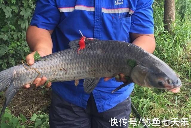 一条“标鱼”十几万!安徽一钓场被查封,这样的高价鱼不要再钓了