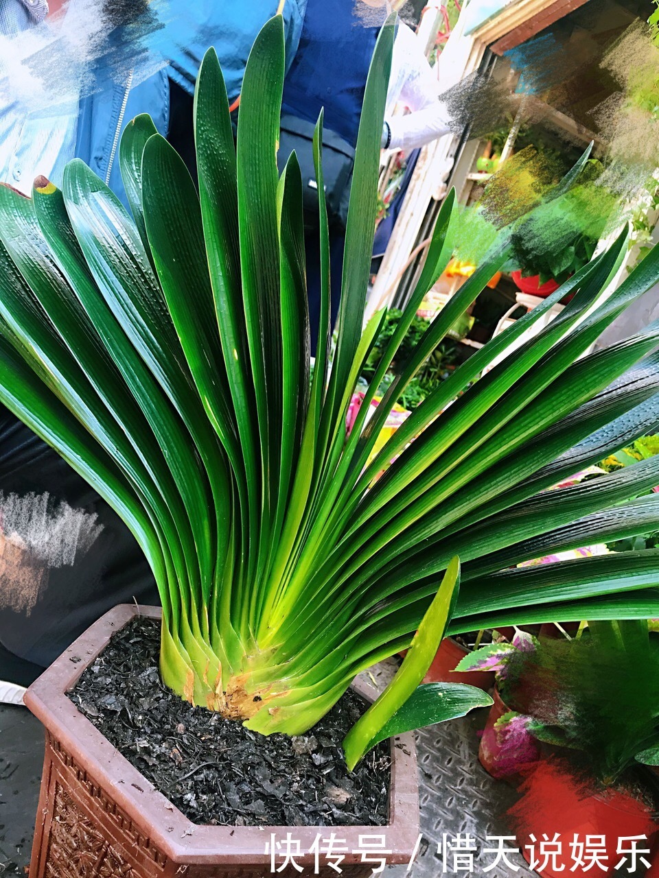 花卉|秋天准备“抗冻肥”,给君子兰、蟹爪兰“喂上”,长得旺、开花多