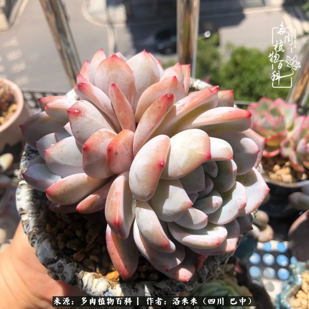 时间是多肉最好的滤镜!附个人养护经验!