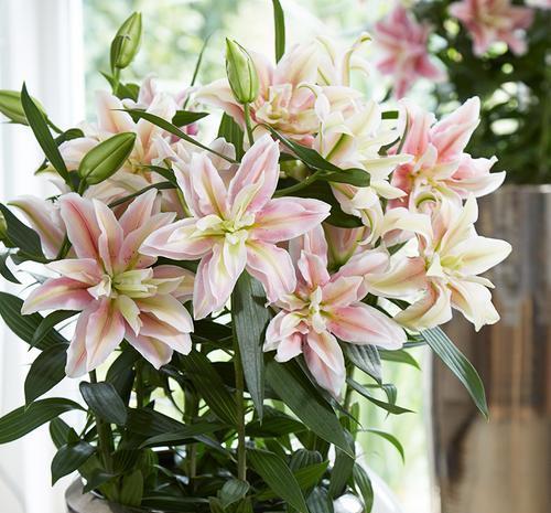 百合花|家里养这4种花,5月赶紧剪一剪,剪完了难度夏,来年没花赏