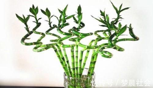 水培富贵竹,水里加点它,茂盛不黄叶,叶子像打蜡,蹭蹭冒新叶!