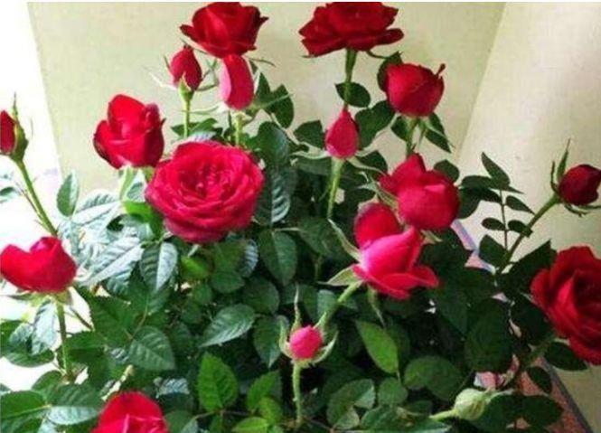 4种富贵花，开花漂亮上档次，花香四溢飘满屋，美爆了