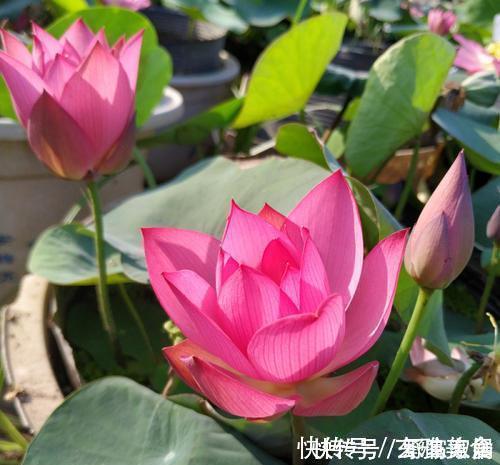 竹芋类|五种盆栽，自带高贵气质，在家摆一盆，格调高，人人夸你眼光好