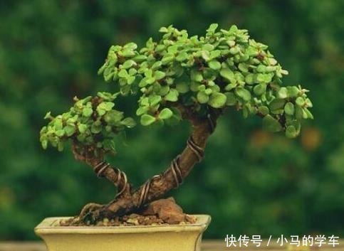 想要金枝玉叶漂亮，还得是把它养成老桩，学会这3样，枝干长粗壮！