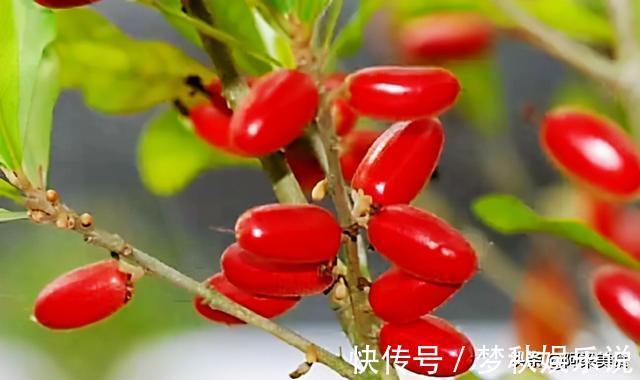 变味果|它被称为“神秘果”一斤500元，曾是国宝级珍稀植物，你吃过吗