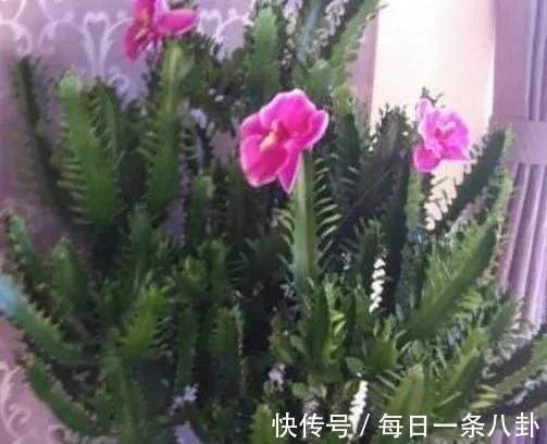 这3种“植物”哪怕再“贵”也要买,客厅养一盆,生活更健康