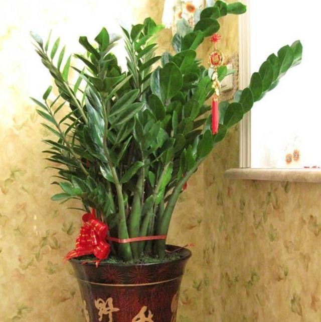 葱翠欲滴|有钱人都喜欢在客厅摆上这3种盆栽,招财进宝,高端大气上档次