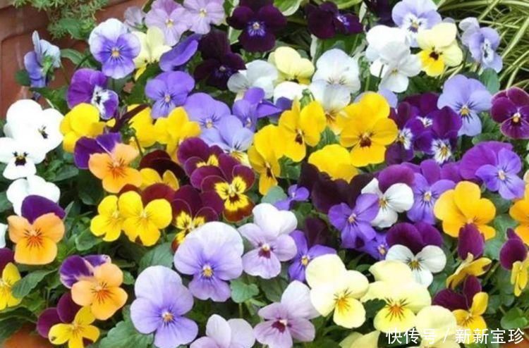 大丽花|夏天养花,不妨养这5款花,一盆千百朵,枝头花苞满