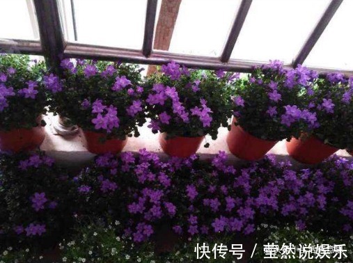 桔梗科|初夏盆栽爆盆必选,只开花没有叶,几个方法特好用,花期能延长!