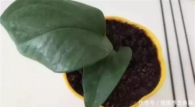 卫生|养花不生根赶紧塞团卫生纸,大白根蹭蹭冒!养花不生根赶紧塞团卫生纸,大白根蹭蹭冒!