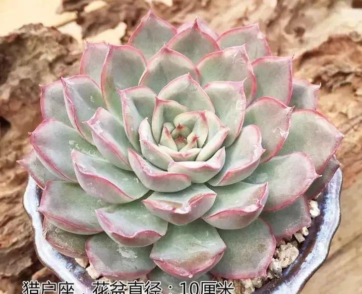 多肉修剪技巧,剪1根长1盆,再也不用在外面买了,划算