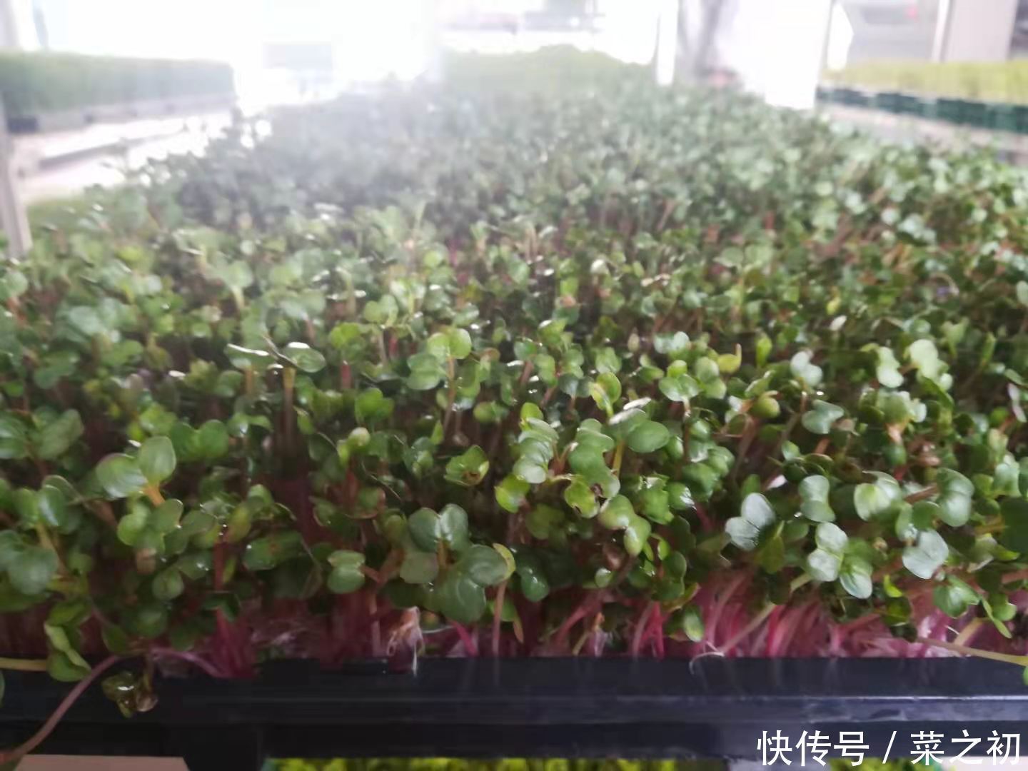 蘿卜苗的催芽管理方法是怎樣的？