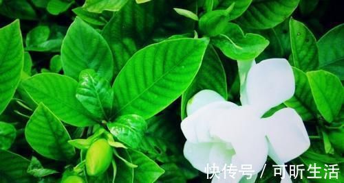 有救|痛风有救了!每天多吃6种食物,尿酸稳稳降下来,远离痛风!