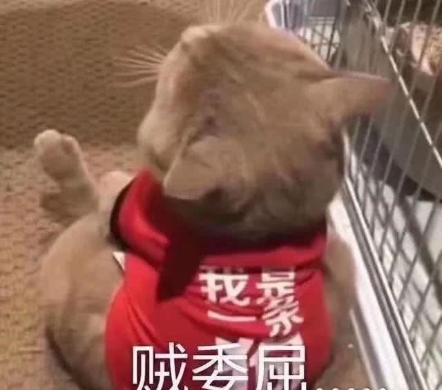 女生|小伙不准女朋友穿裙子，女生出场后，涂磊要是换成我，我也不准