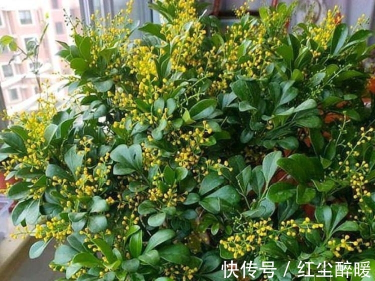 花盆|4种花养家里，仙气十足，颜色多样，随便一养成花海