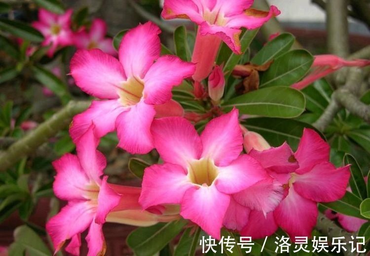 几种最漂亮的花，不输牡丹月季，花香四溢，四季开花