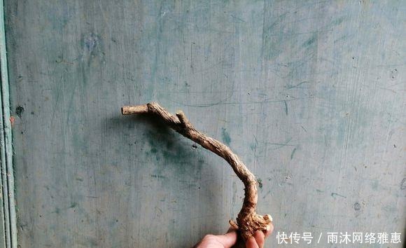  造型|玩盆景造型很重要哦，就像这两个六月雪素材，这样培育真的美翻了