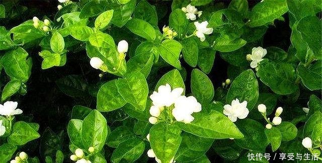春天养茉莉,下狠手剃光头,1年开5次,次次爆盆香气浓!