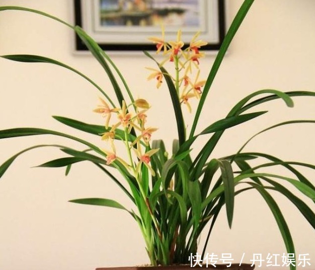 光照|兰花长势旺盛不开花,教你4个小“妙招”,轻轻松松开爆盆!