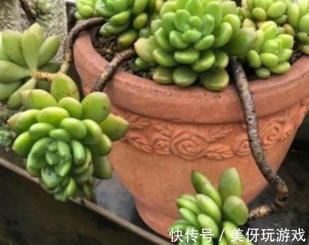 为什么多肉熬过了夏季反而越不了冬,居然冻伤黑腐了