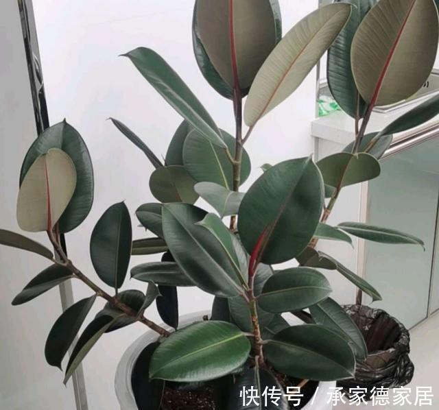 繁殖|天凉了,家里养花,准备开始玩扦插了,一棵变十棵,真有趣