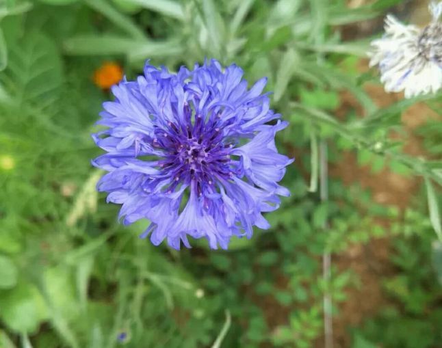 种植植物除“病虫害”之外,注重以下5种因素,避免出现长势不良