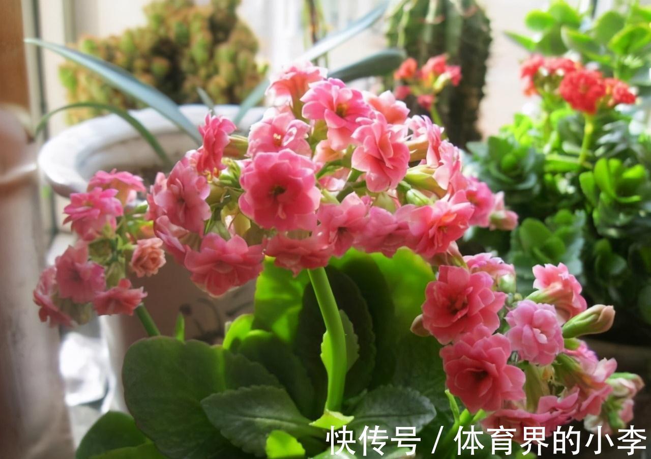 大爷养长寿花,土里埋根它,长寿花蹭蹭狂长,一盆开花几十朵