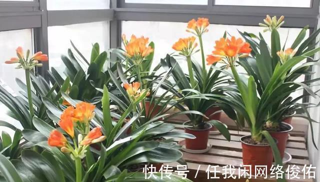 君子兰达到开花条件,总是不开花怎么办教你如何解决