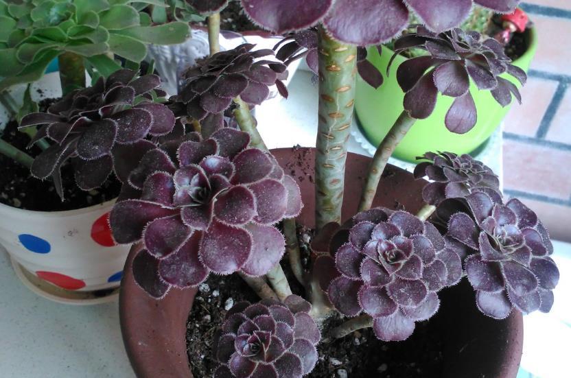 夏季|养多肉植物黑法师，这3方面找准方法，植株状态佳，轻松度夏