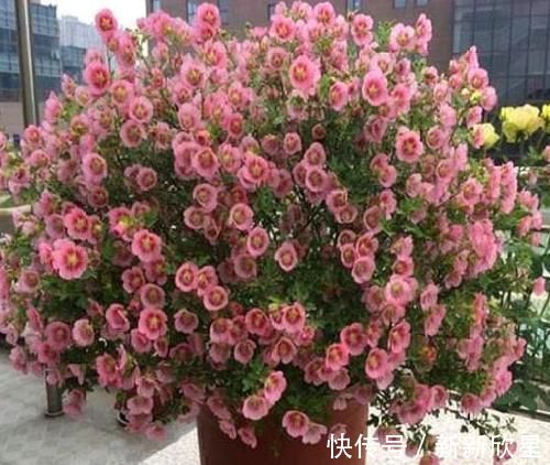 月季|4款艳美的花卉，花大色艳花期长，好养易爆盆，惊艳如花球