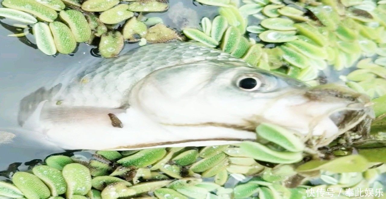 钓鱼|能钓多少鱼,并不是靠饵料、小药和打窝,而是由它“决定”