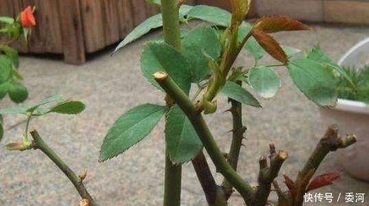 剪刀|月季长的丑?老婆的“私密剪刀秘籍”,把月季养成“艺术品”