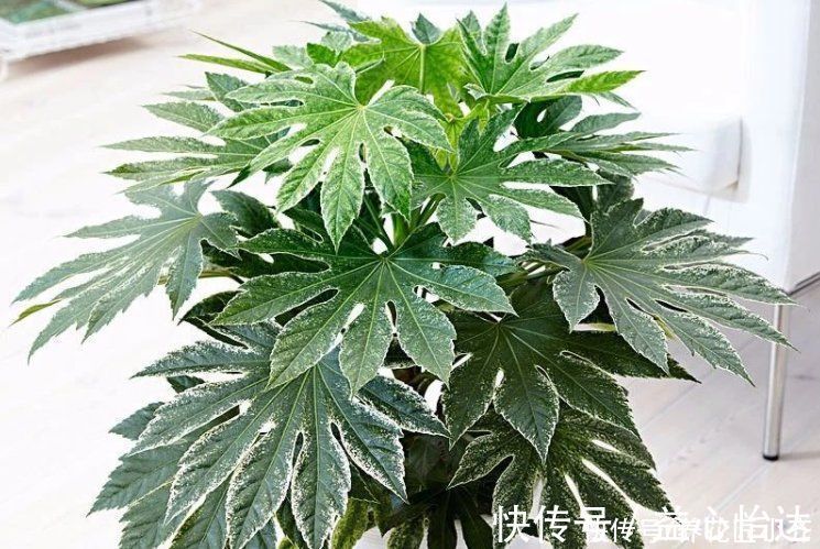 净化|家里要养这5种绿植,能净化空气寓意好,新手也能养,观赏价值高