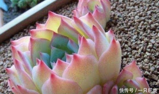 枝干|最适合多肉老桩的5种造型，你最喜欢哪一种？