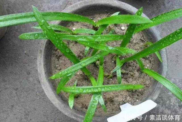 他养朱顶红,“爆崽”有方法,1个种球变10个,多的全送人