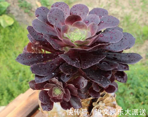 黑法师|多肉黑法师怎么养教你3个小妙招，养出乌黑油亮的黑法师