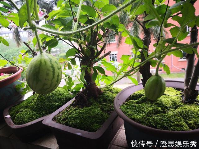 夏天吃水果,“留个籽”撒盆里,10天发芽变盆栽,养好摘果1篮子