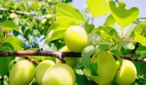 吸脂|体重过百的女性,多吃3种碱性食物,可吸脂刮油悄悄瘦到2位数