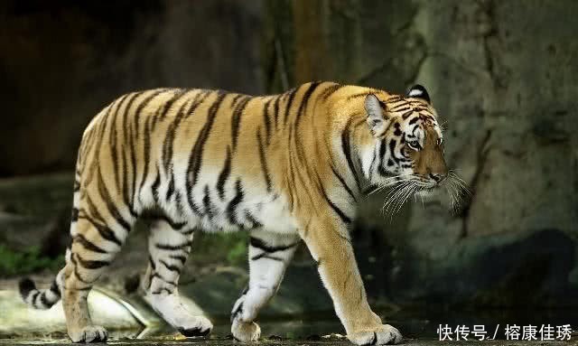 冰淇淋|十个冷知识!国外冰淇淋非常出名,但是冰淇淋是我国在元朝发明的