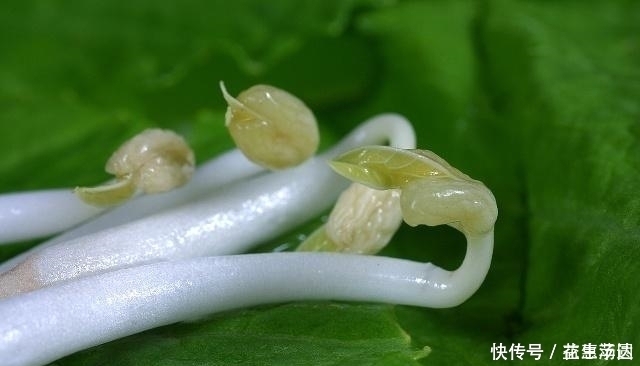 父母|转告父母：两种食物发芽后营养价值翻倍，别扔掉浪费了！