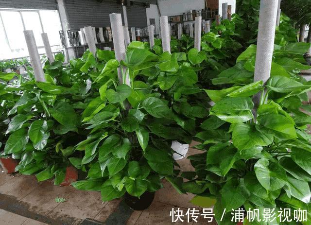 养绿萝，用“1块饼”，往盆里埋“1个”，土壤肥沃，7天发新芽