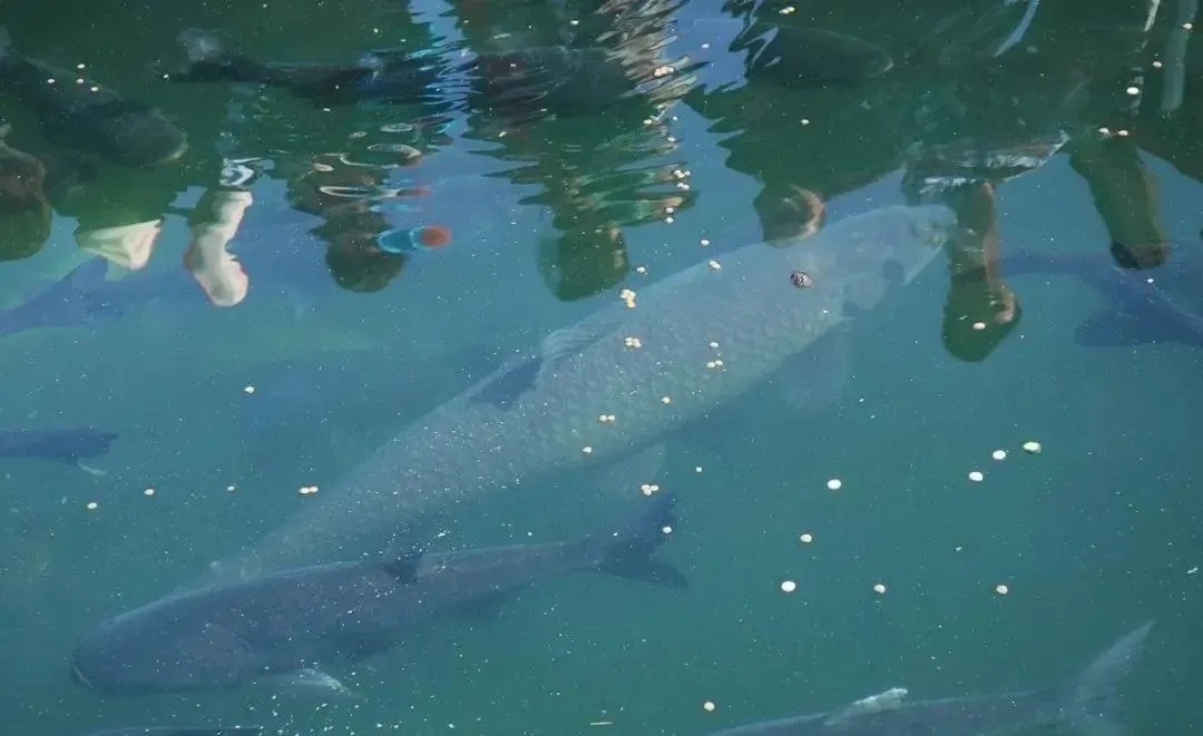 钓鱼|陌生水域找鱼的4个“独门绝技”，让你鱼口不停！钓鱼人一般都不想告诉别人！