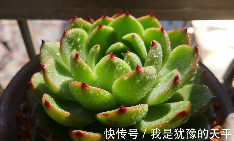 新买的多肉一换盆就挂了?那可能犯了这几种错,改正方可养好多肉