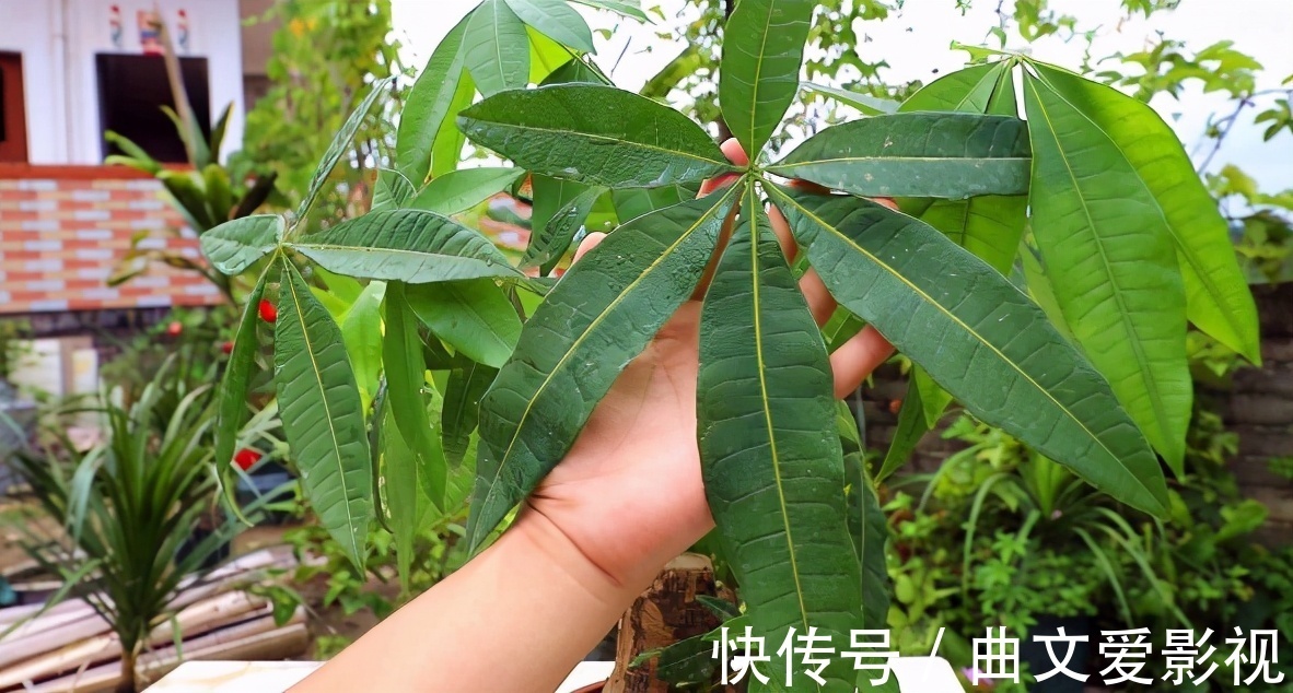 植物|养花别再把水和肥“分2回事”了,浇点它,盆栽土又湿又肥