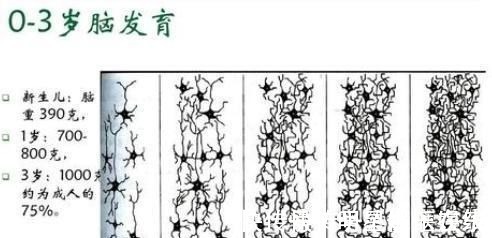 家长|哈佛研究发现：孩子一生中有3次机会“变聪明”，家长别轻易错过