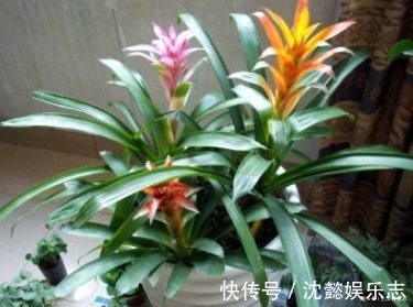 水塔花,旺宅盆栽之首选,一年四季鸿运当头,冬季也能轻松爆盆