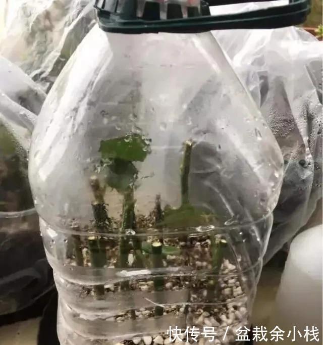  家中旧物拿来养花，1个花盆也不用买，种了满屋的花，漂亮实用