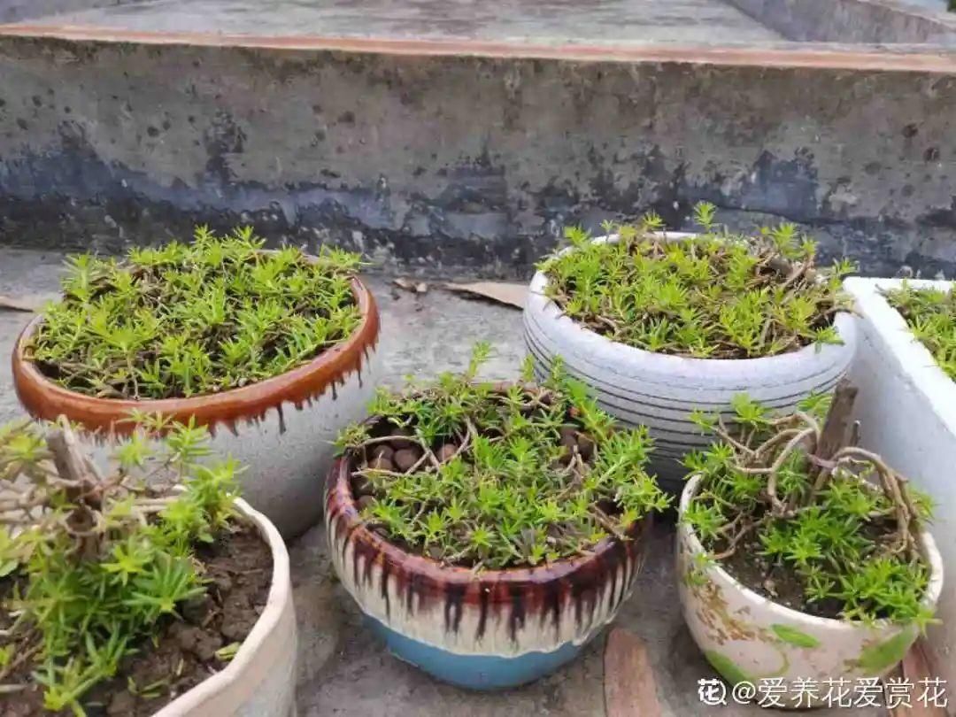 棒棒糖|从养花大神家，偷来3个爆花技巧，快学，24小时后删