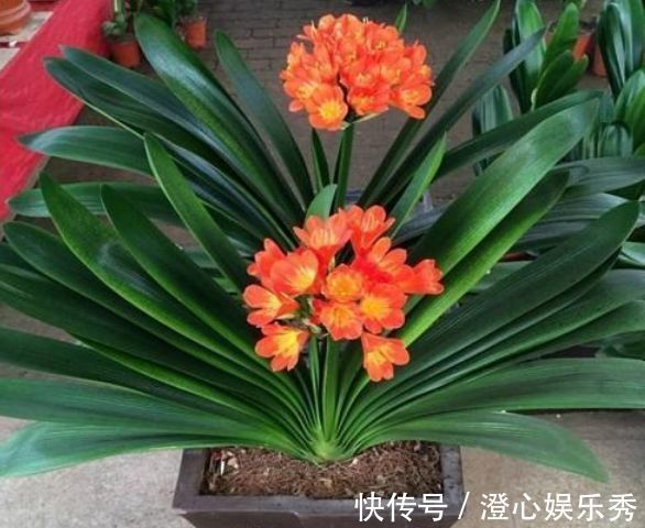 阳台|这几款花养在小院，花量大又好养，开花一茬一茬，阳台变浪漫花园