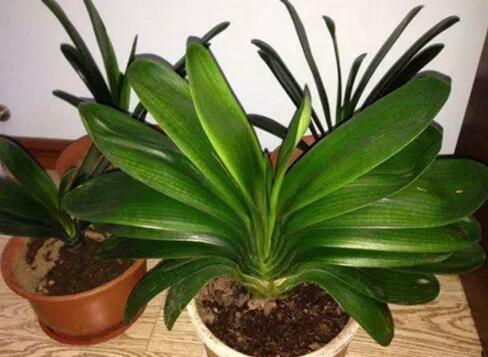 君子兰、长寿花、蟹爪兰，盆边戳个洞，加入2滴“它”，一开100朵